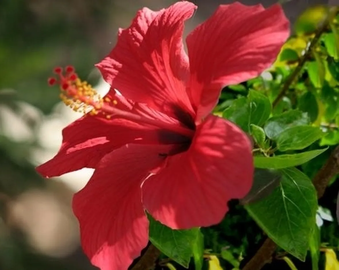 consegna fiori per nascita
