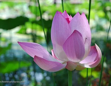 consegna fiori per nozze argento-oro-2