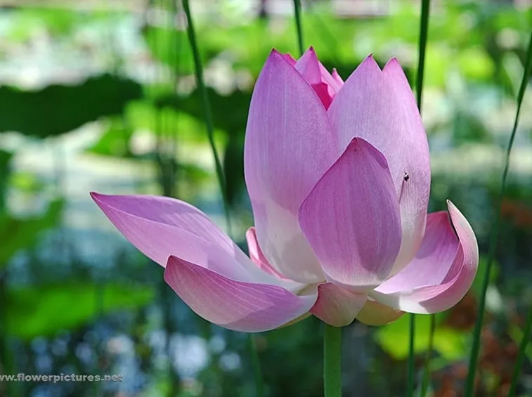 consegna fiori per nozze argento-oro-2