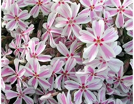 consegna fiori per nozze argento-oro