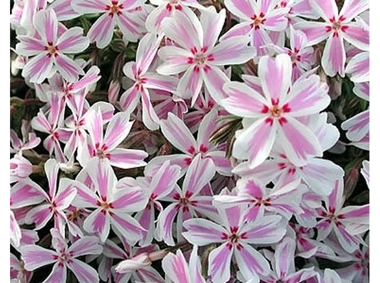 consegna fiori per nozze argento-oro