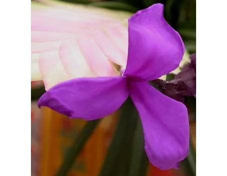 consegna fiori per onomastico