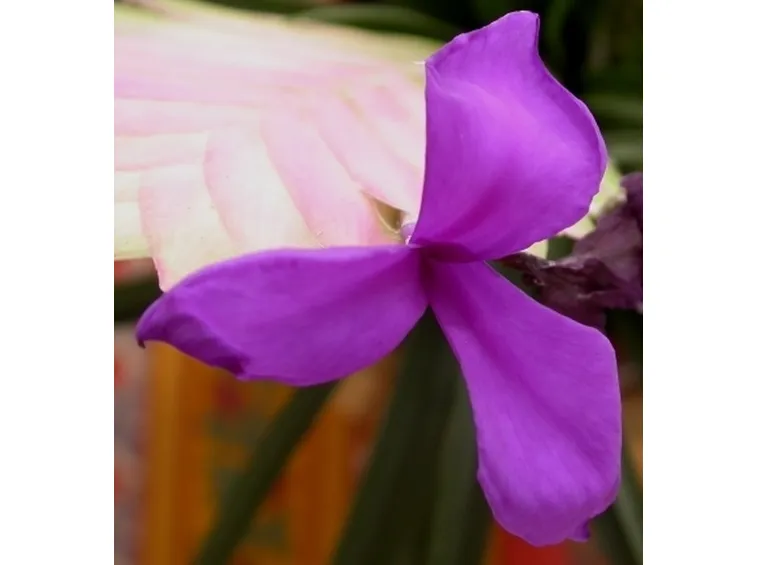 consegna fiori per onomastico