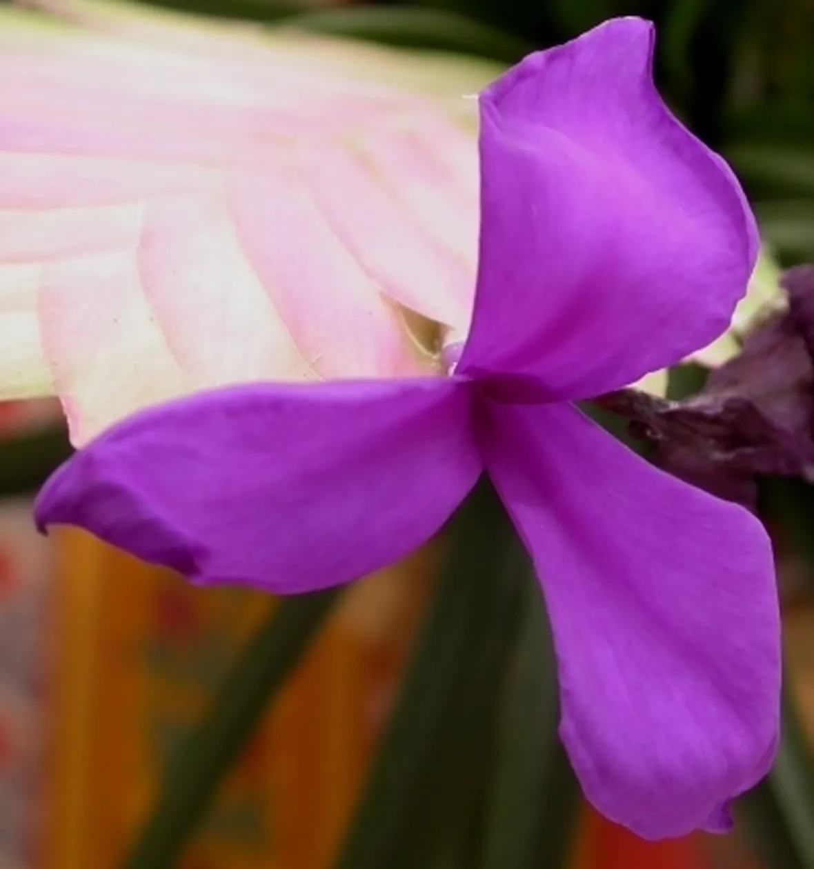 consegna fiori per onomastico