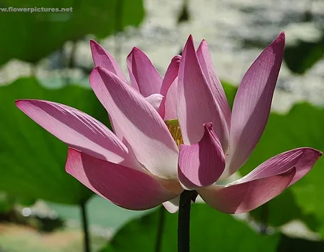 consegna fiori per regalo-3