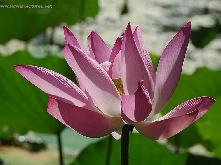 consegna fiori per regalo-3