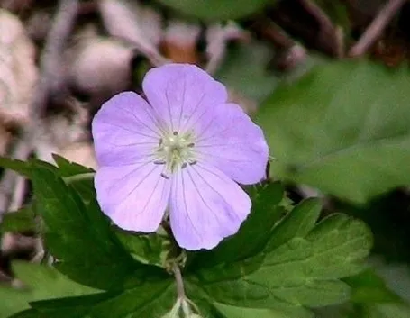 consegne fiori Brescia