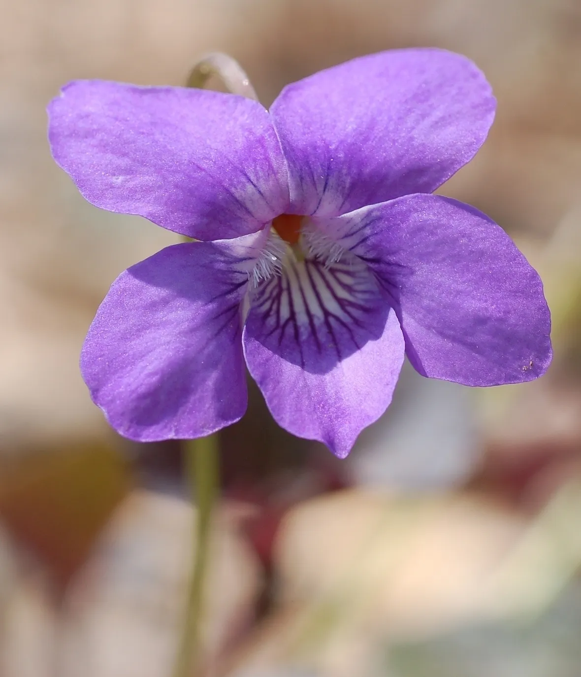 consegne fiori Taranto