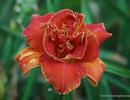 consegne fiori