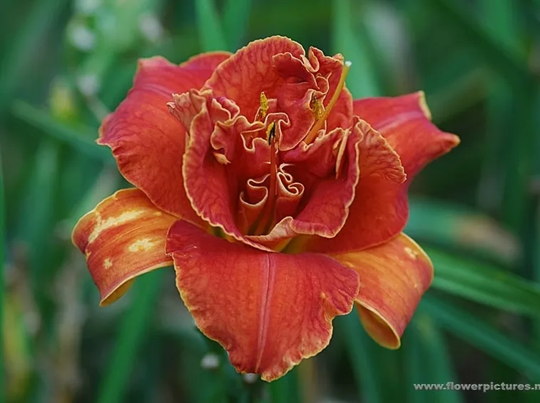consegne fiori
