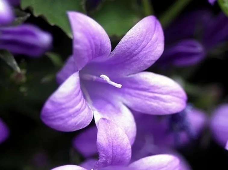 fiori a Brescia