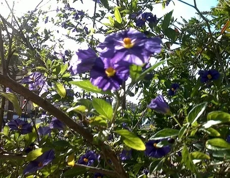 fiori a domicilio a Barletta