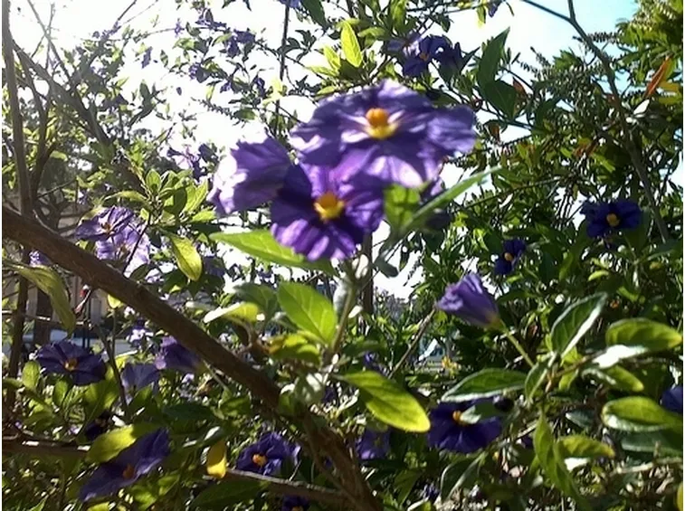 fiori a domicilio a Barletta