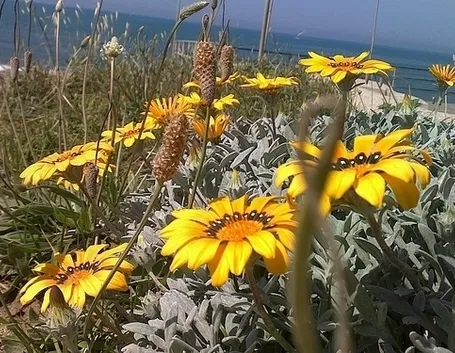 fiori a domicilio a Como