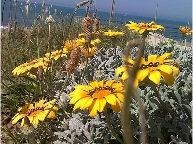 fiori a domicilio a Como