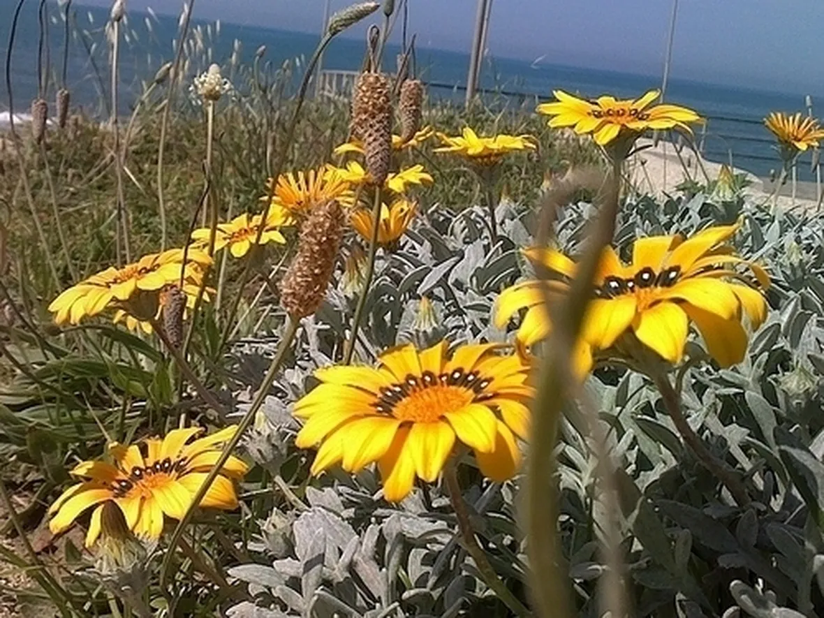 fiori a domicilio a Como