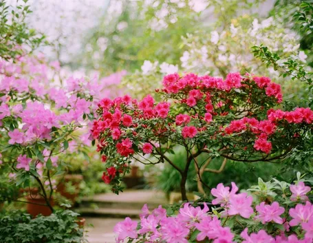 alberi con fiori