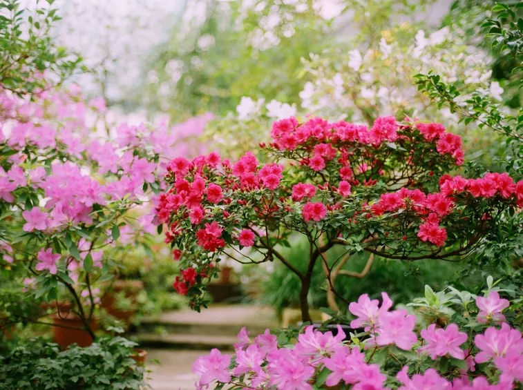 alberi con fiori
