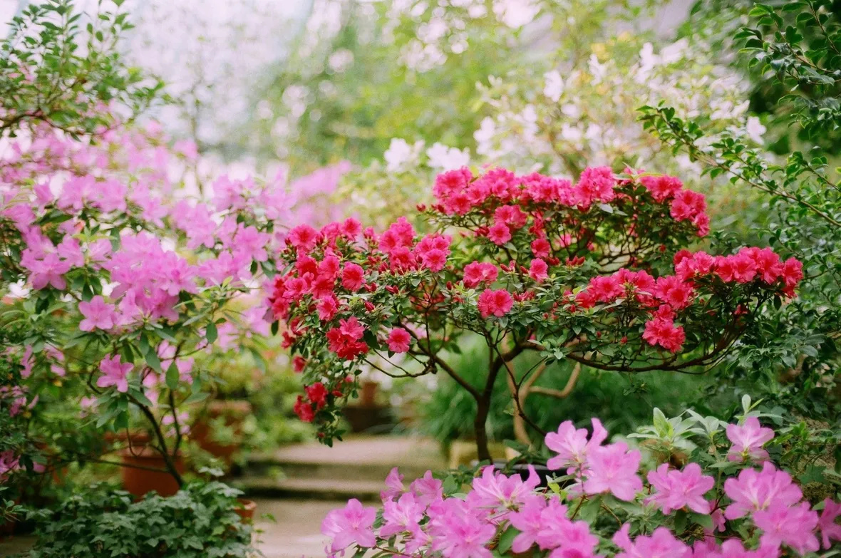 alberi con fiori