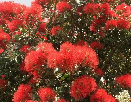 alberi in fiore