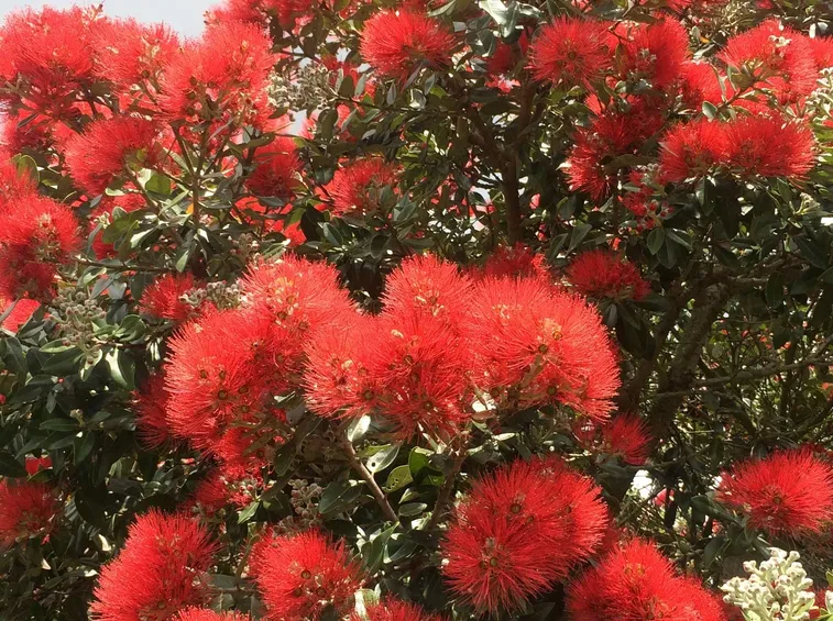 alberi in fiore