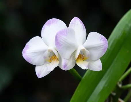 allestimenti floreali