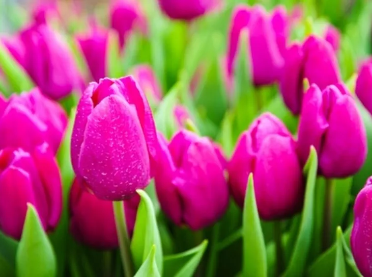 Altri tulipani bianchi