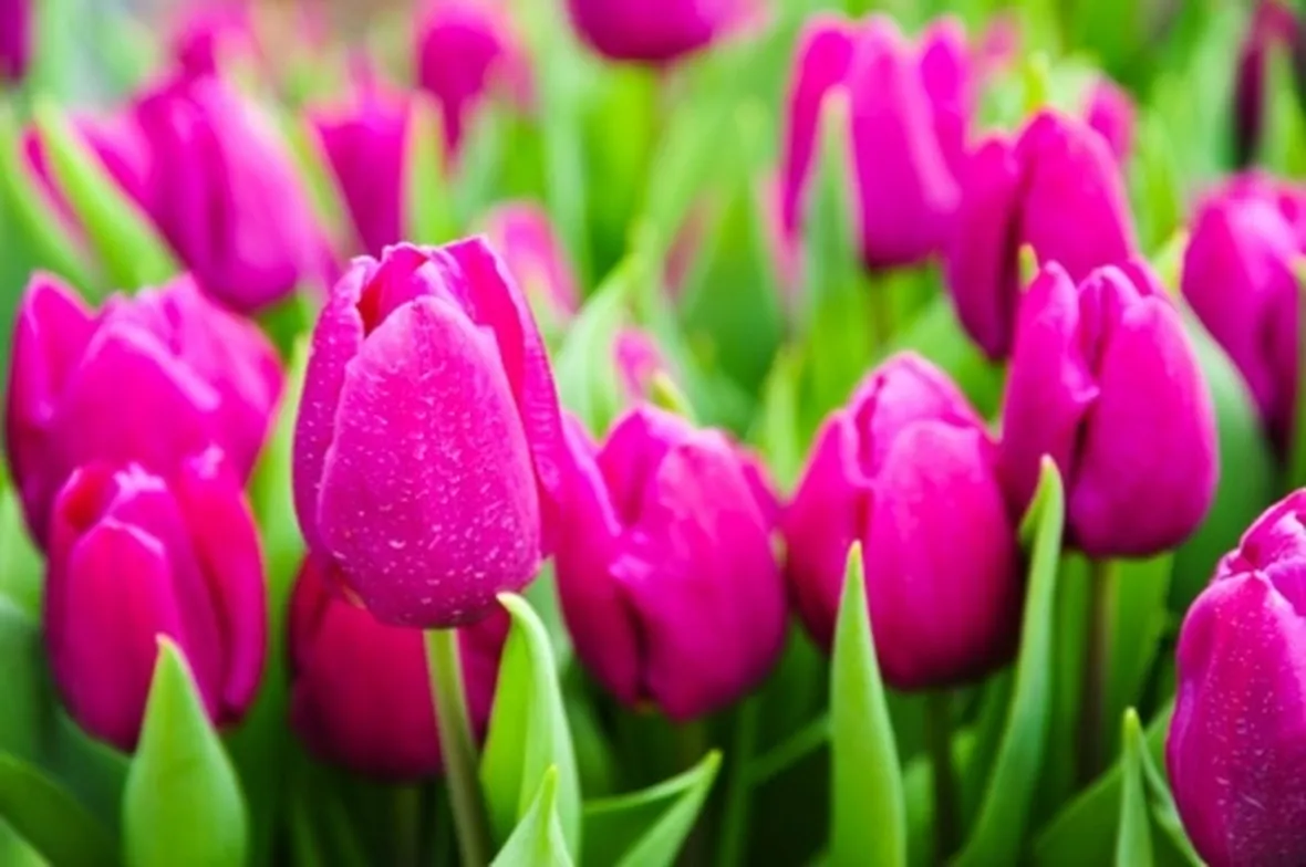 Altri tulipani bianchi