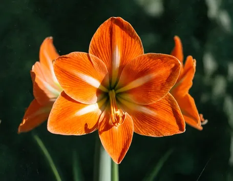 amarillis arancio-1