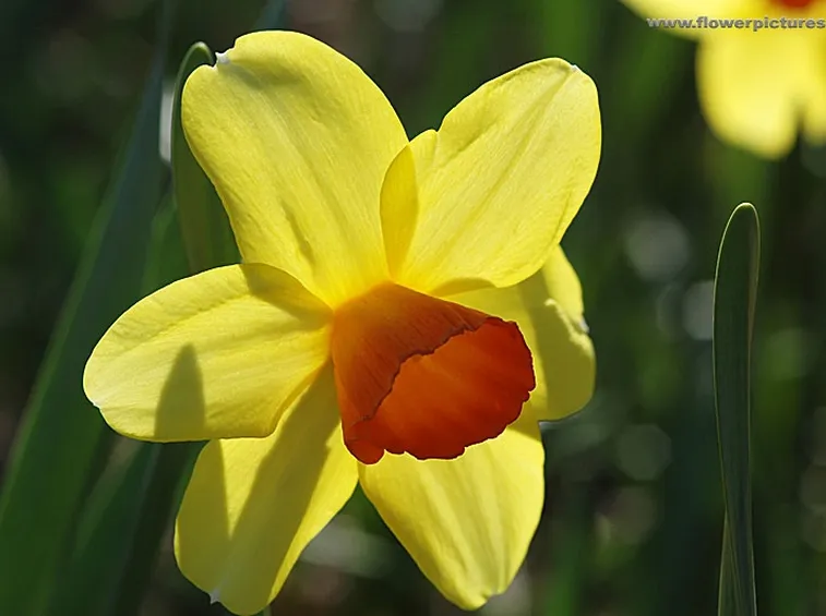 amarillis arancio-1