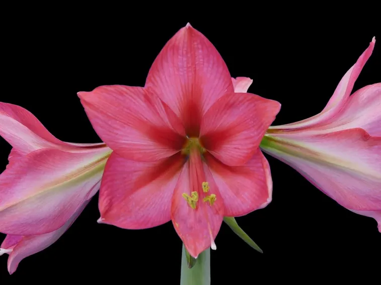 amarillis rosa-1