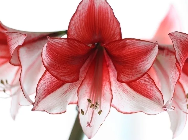 Conoscere l'amarillis rosa