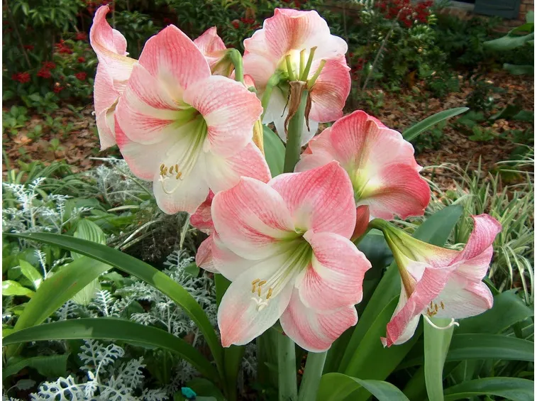 amarillis rosa