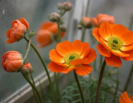 anemoni arancio