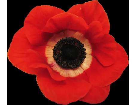 anemoni bianche-1