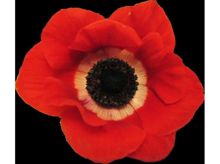 anemoni bianche-1