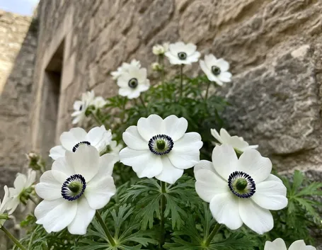 anemoni bianche
