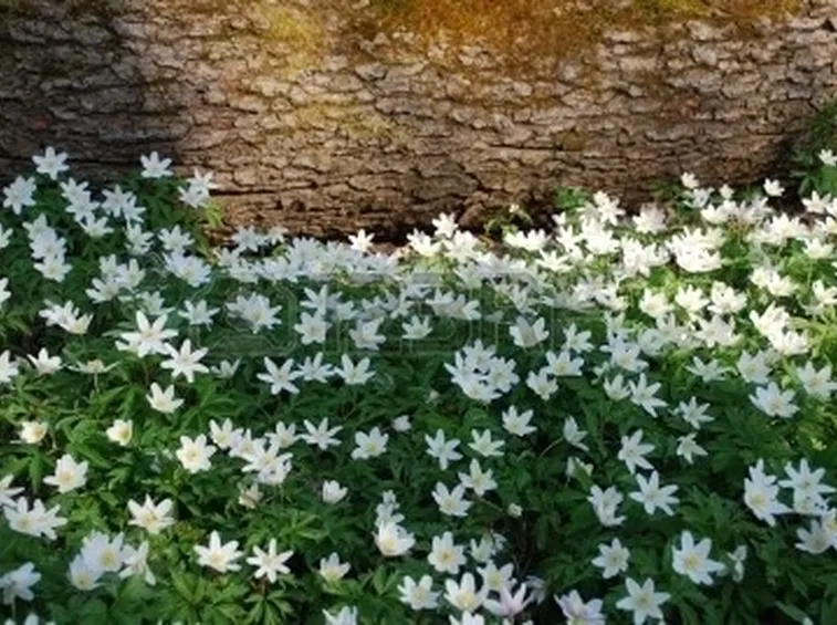 anemoni bianche