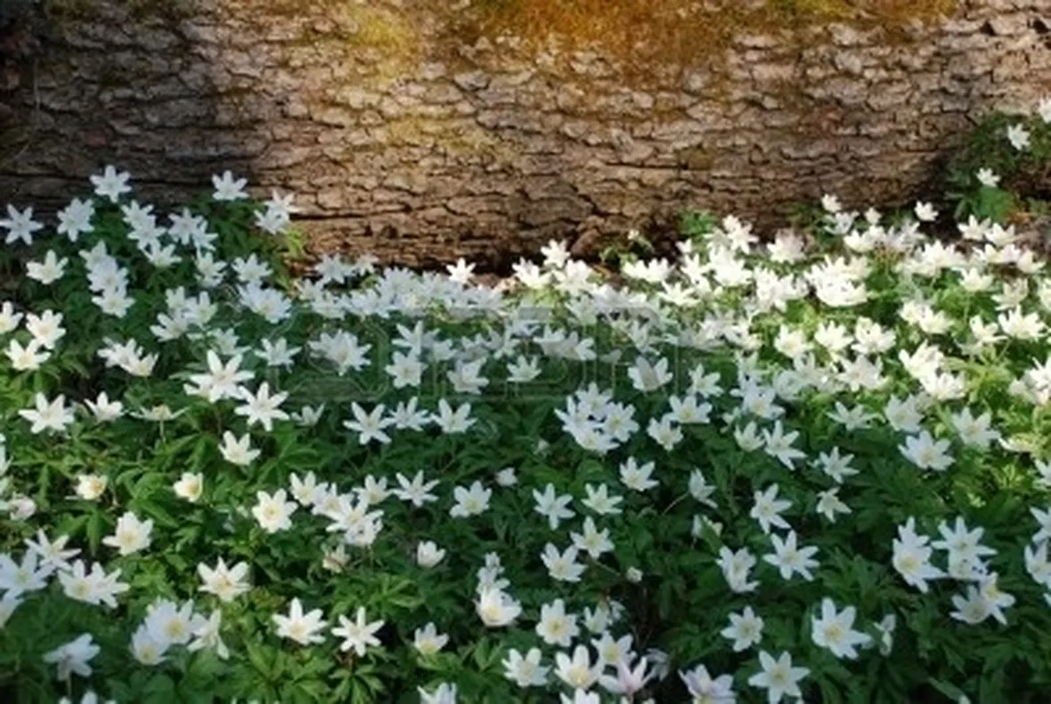 anemoni bianche