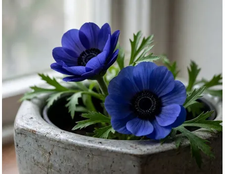 anemoni colorate
