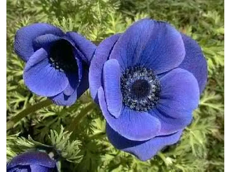 anemoni colorate