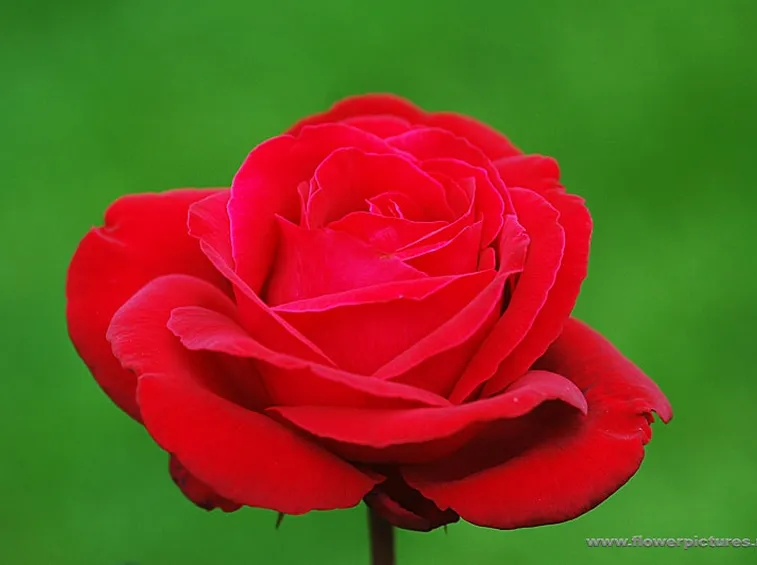anemoni fuxia-1