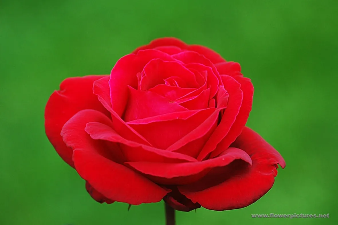 anemoni fuxia-1