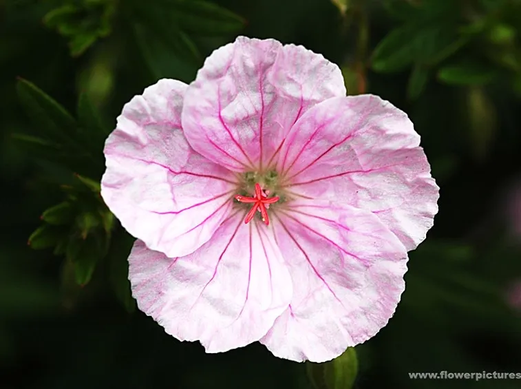 anemoni fuxia