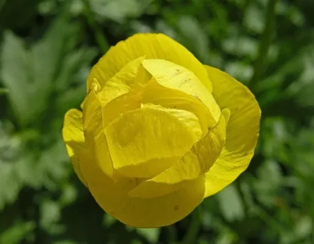 anemoni gialli