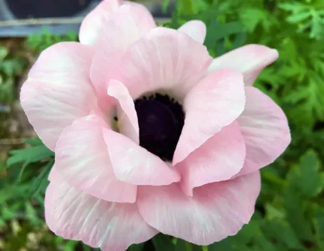 anemoni rosa-1