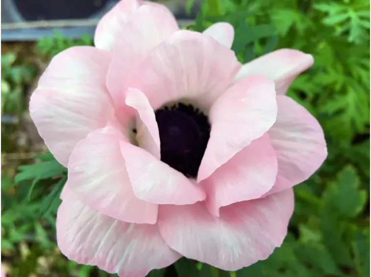 anemoni rosa-1
