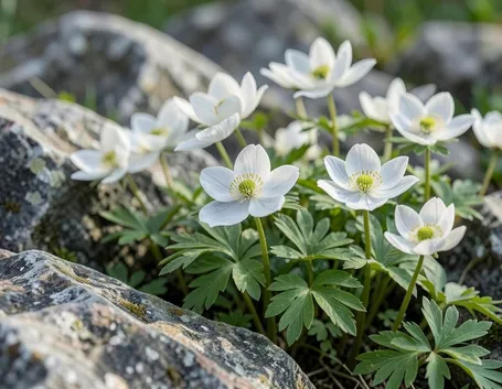 anemoni rosa