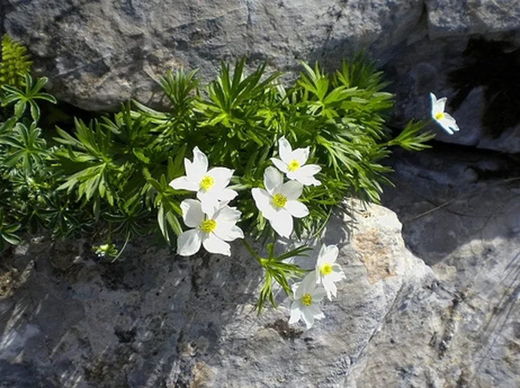 anemoni rosa