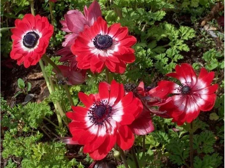 anemoni rosse